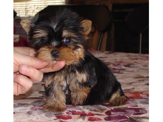 PoulaTo: Miniature Yorkshire Terrier
